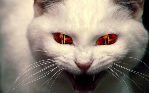evil_cat_by_lonewolf9595-d47dn1d.jpg?w=487